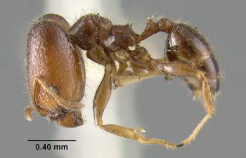 Media type: image;   Entomology 20733 Aspect: habitus lateral view